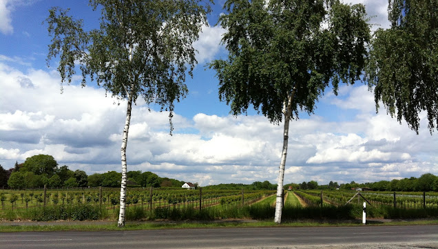 Aussicht auf Obstbäume am Starssenrand