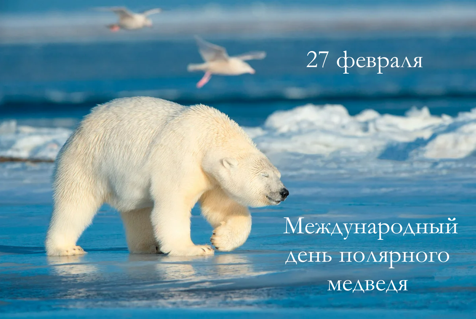Северный ледовитый животный мир. Белый медведь арктических пустынь. Белый медведь Ursus maritimus. Белый медведь (Карско-Баренцевоморская популяция). Северный Ледовитый океан белый медведь.