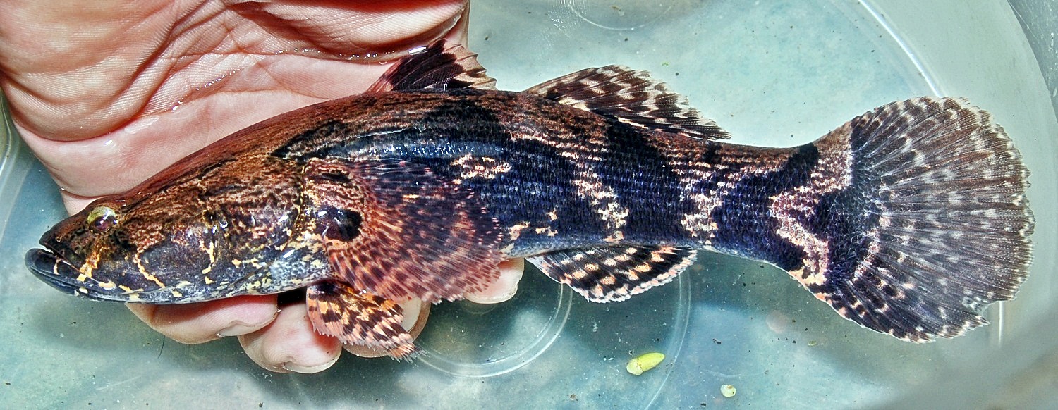 Kenali Senarai Ikan  Paling Mahal  Di Malaysia MYNewsVibes
