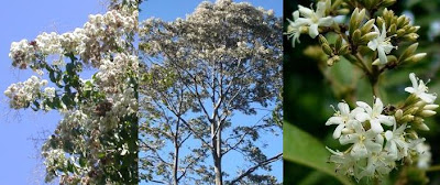 Laurel negro Cordia alliodora