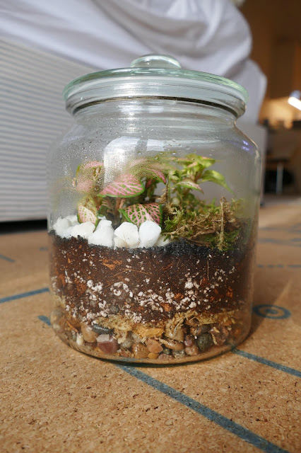How To Build Your Own Terrarium At Home, DIY Terrariums Shop Review, DIY Terrariums Shop etsy, terrarium kits cheap uk, terrarium kit uk, closed terrarium kit, etsy terrarium kit