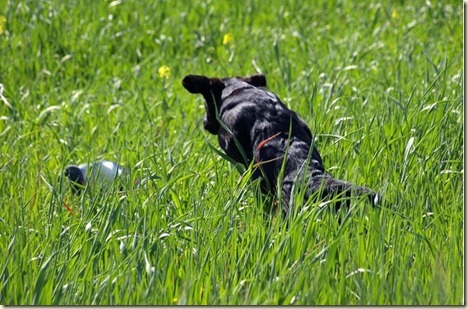 adiestramiento para perros de caza1