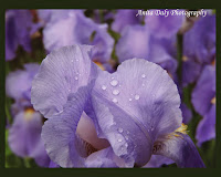  Grape Iris Macro with Light Raindrops