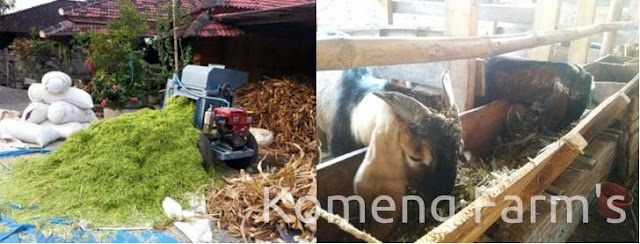 Peternakan kambing dan sapi