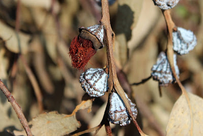 Blauwe Gomboom - - Eucalyptus globulus