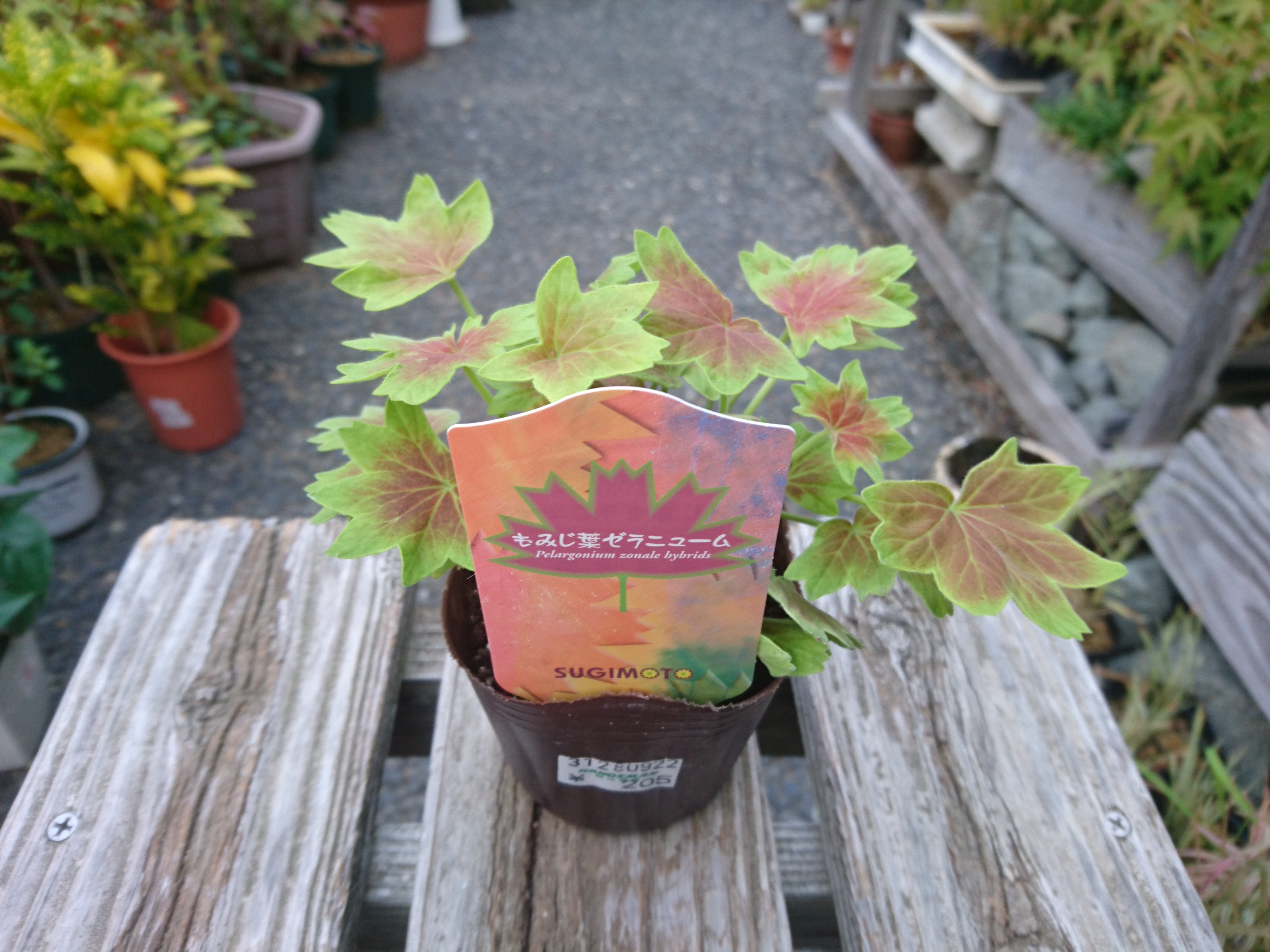 モミジバゼラニウムの育て方 小さな鉢植えで美しい葉を楽しむ メダカの大工