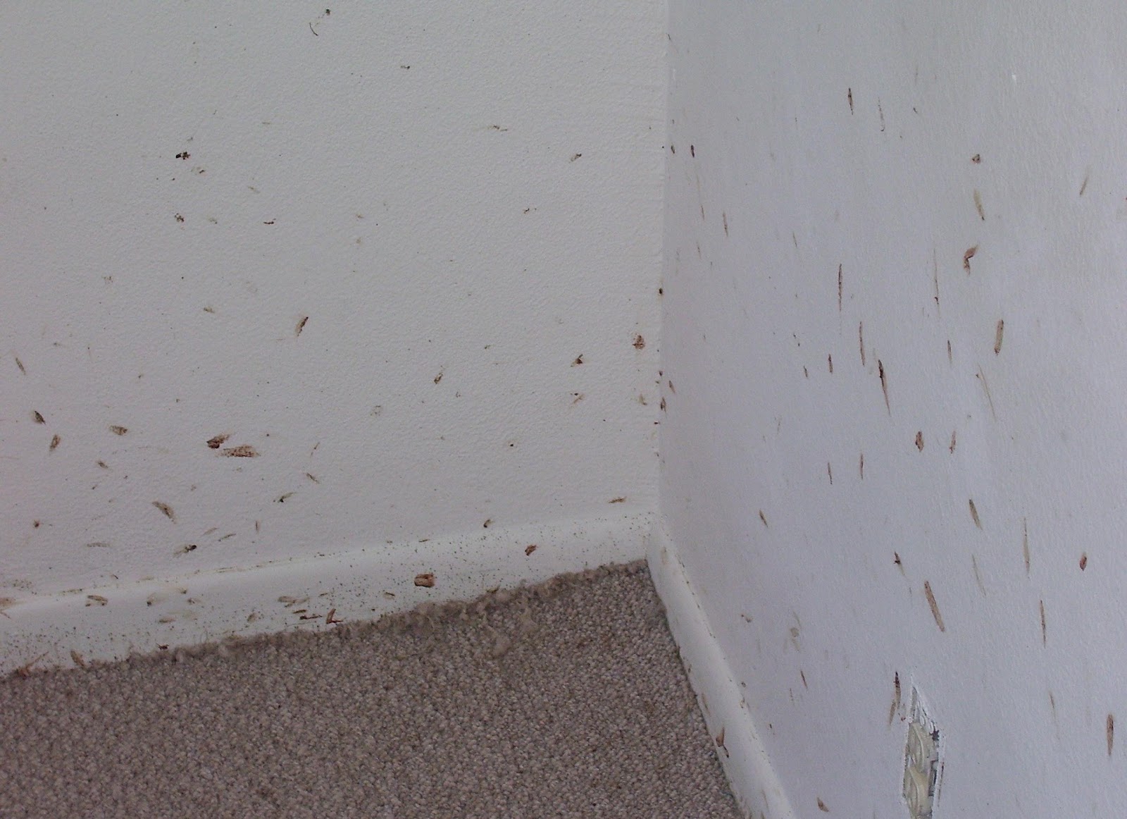 Bed bugs under and around carpet