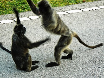 monkey hi five