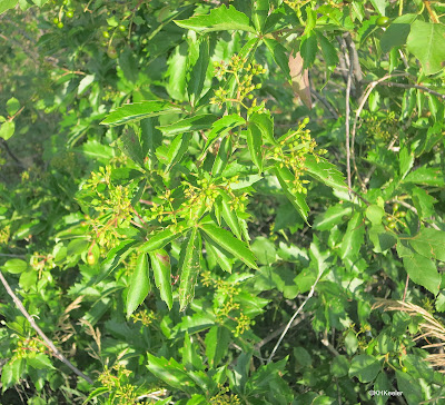 woodbine with buds and flowers