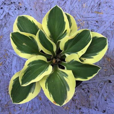 Mighty Mouse Hosta