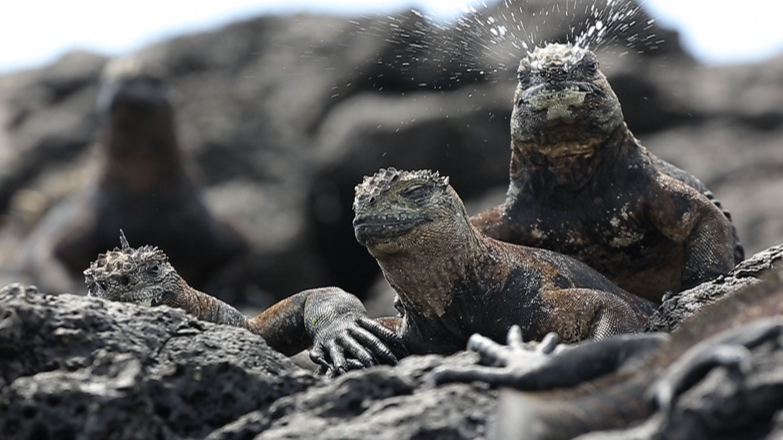 iguana laut galapagos