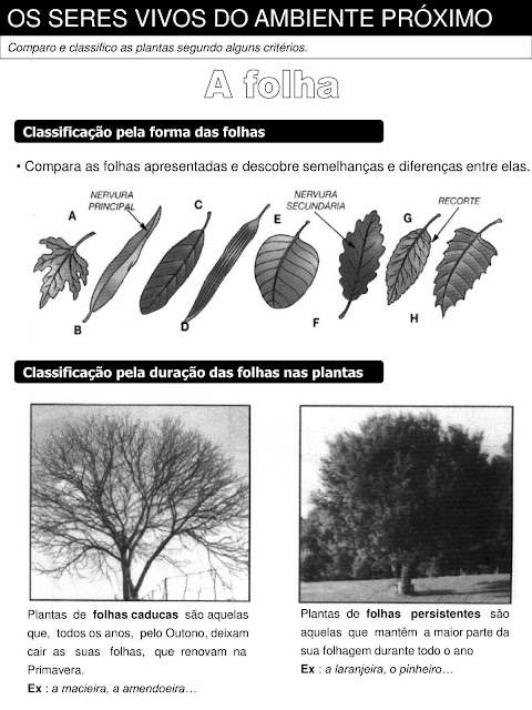 atividades sobre plantas 4o ano