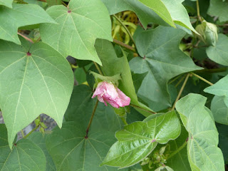 Cotonnier - Gossypium sp. - Cotton plant