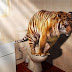 Tiger in the Toilet