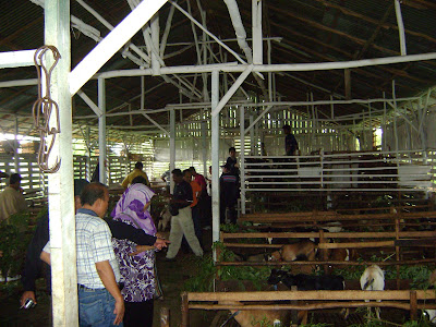 Lawatan Ilmu Di Ladang Ternakan lembu Lampung, Palembang 