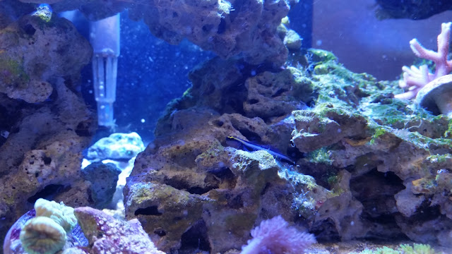 New Blue Neon Goby