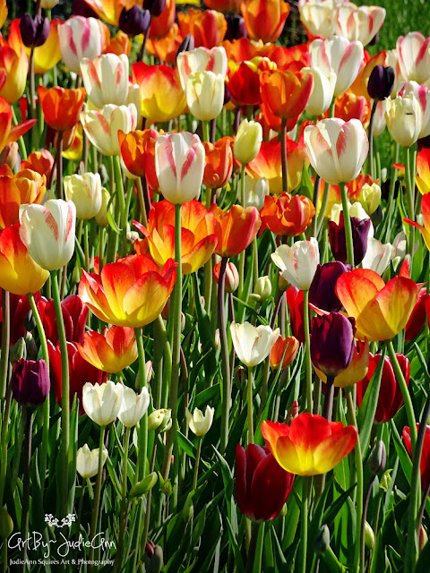 Flower Print Tulips Colorful