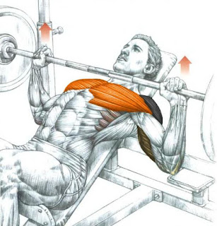 Incline Chest Press