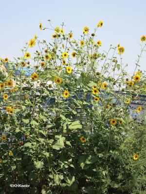 sunflowers