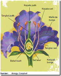 Gambar Bunga  Bugenvil Dan Bagian  Bagiannya Gambar Bunga 