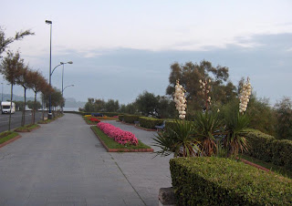 Estampas florales en la bajada hacia el Sardinero