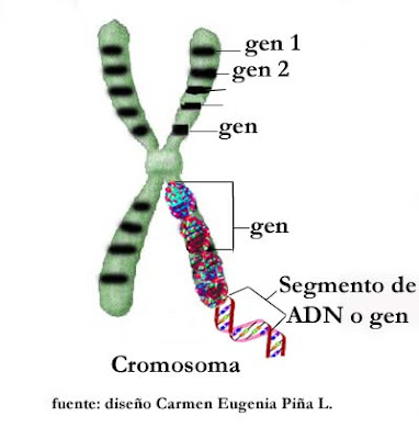 la celula procariota. Célula procariota: El ADN se