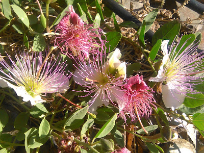 flores de capparis spinosa
