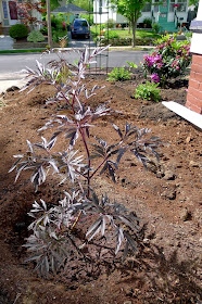 Black Lace Elderberry,Eedible Landscaping