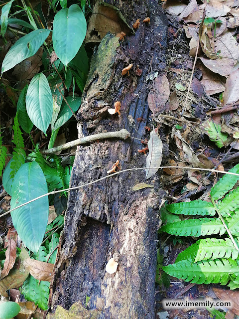 Flora & Fauna in Gasing Hill, PJ