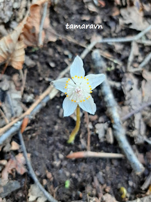 Весенник звёздчатый / Эрантис звёздчатый (Eranthis stellata)