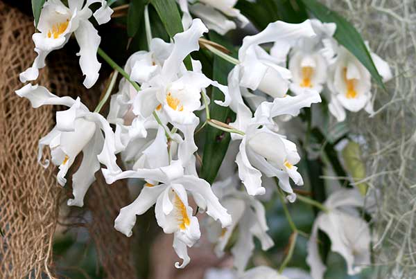 Coelogyne ou Coelogyne cristata Branca-de-neve, Orquídea-branca, Orquídea -anjo