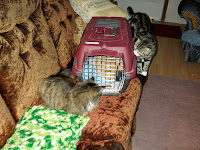 cat keeping cat in cage company