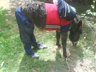 Funny Donkey Dressed Up