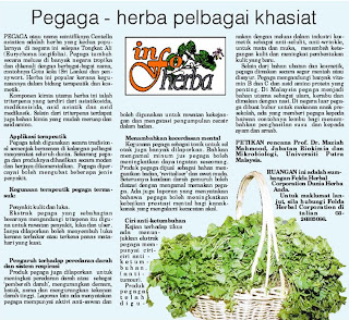 Tanaman Hidrokultur: Pegaga: Centella Asiatica