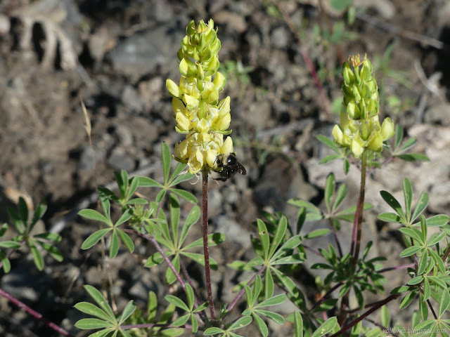 07: black bee on yellow spear of flowers