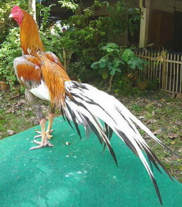 Galo de Combate Cinza