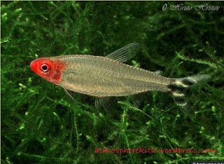 profil klasifikasi Ikan Soaboa (Sawbwa resplendens)