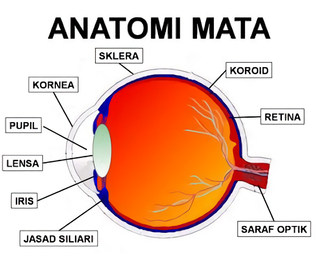 Fungsi Bagian Struktur Anatomi Mata Beserta Gambar 