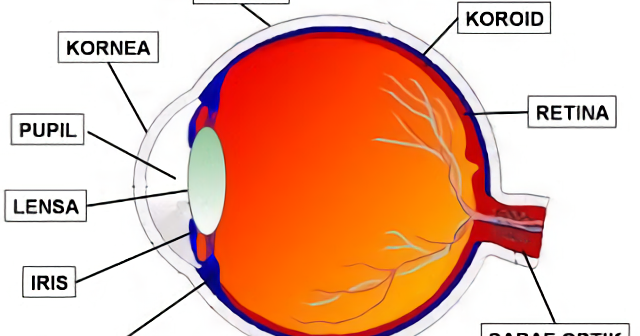 Fungsi Bagian Struktur Anatomi Mata Beserta Gambar 