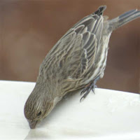 Bird Drinking