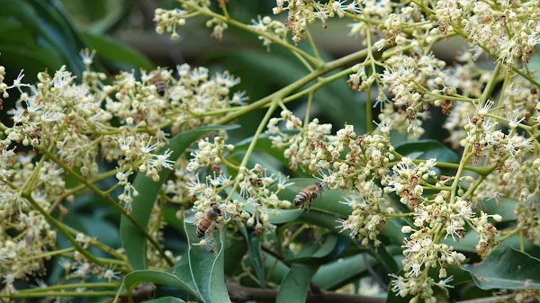 芬園荔枝花節4/7登場 田媽媽古早雞農場群蜂飛舞