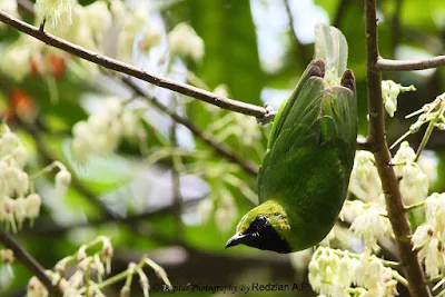 Leaf Bird