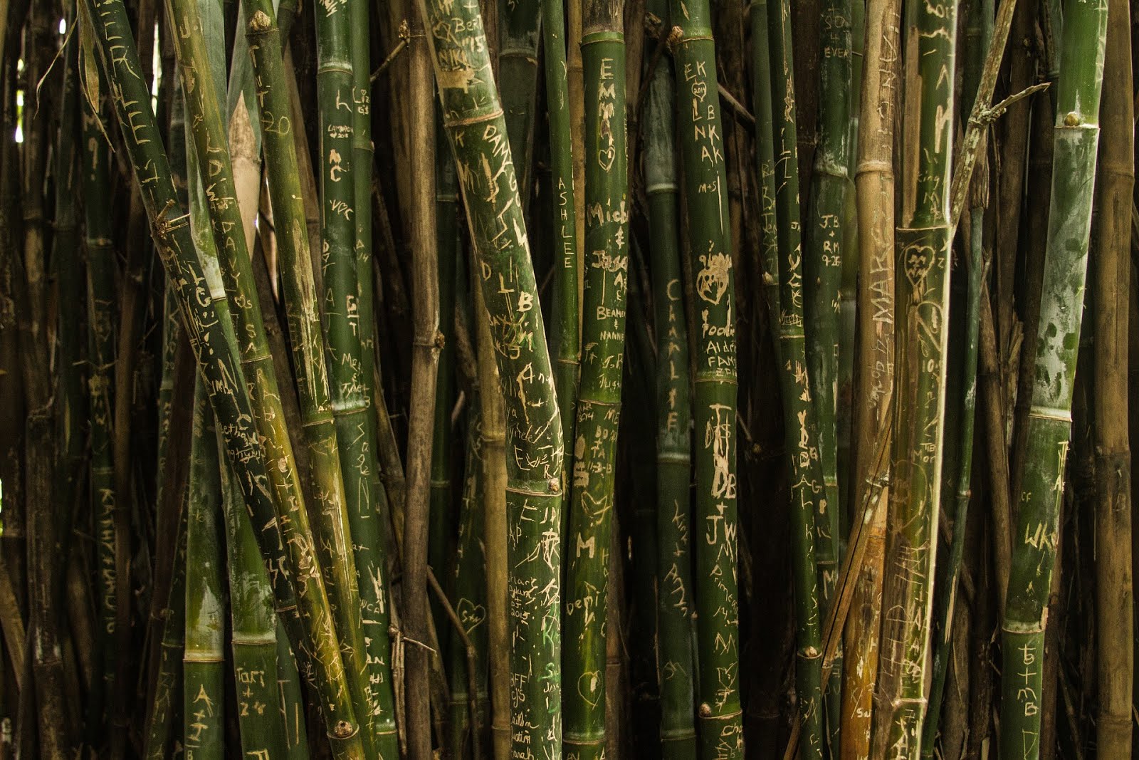 101 Usaha Kerajinan  dari Bambu  yang Mudah di Buat dan 