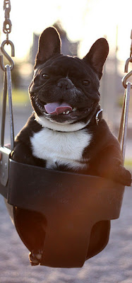 Cute Swinging Dogs Seen On lolpicturegallery.blogspot.com