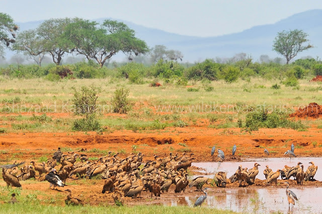 Vultures Kenya, International Vulture Awareness Day, Wild Kenya Safaris, www.wildkenyasafaris.com, Wildlife Diaries, Birds of Kenya, Tsavo East, Shazaad Kasmani, vulture population rebound in tsavo east