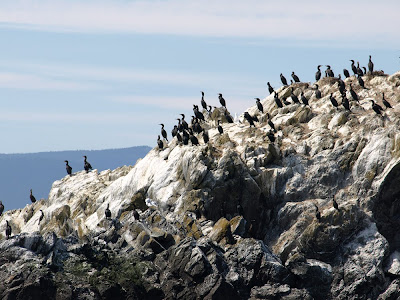 bird rookery