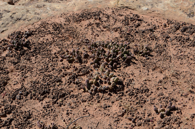 cactus among biological soils