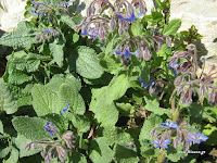 Μπόραγκο-Borago officinalis