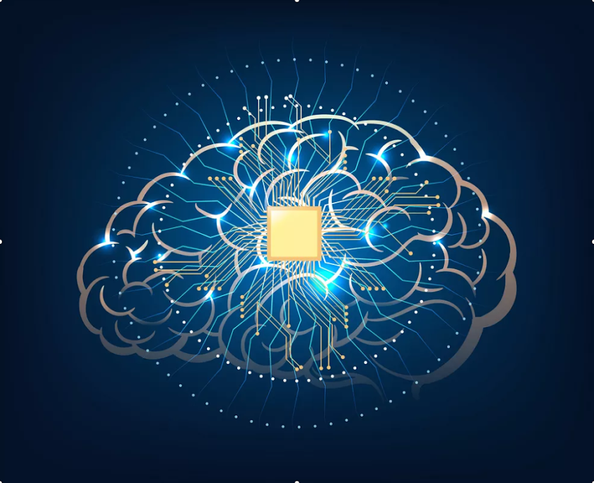 Human Brain 
