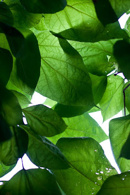 green leaves backlit by the sky